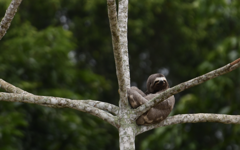 sloth tambopata lorenzo expeditions