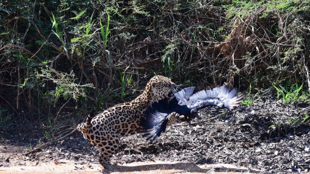 Jaguares en el Pantanal de Brasil