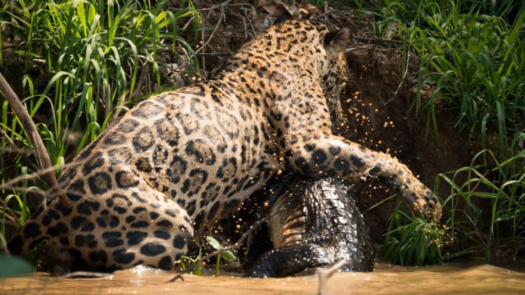 Avistamento de Onças +Pantanal