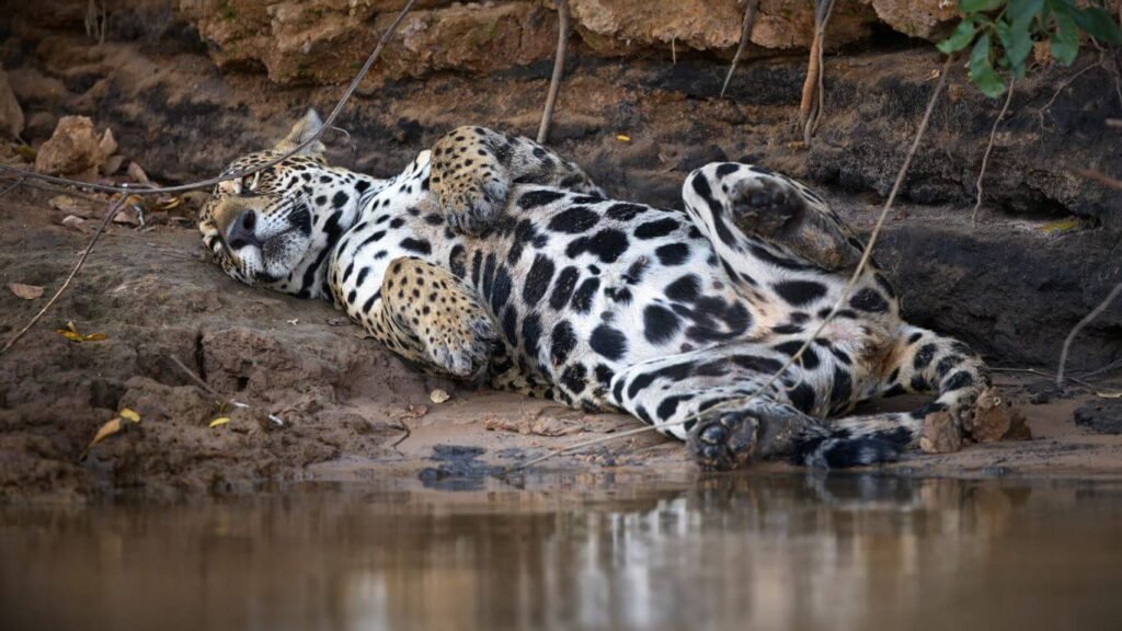 Photographing Jaguars in the Pantanal