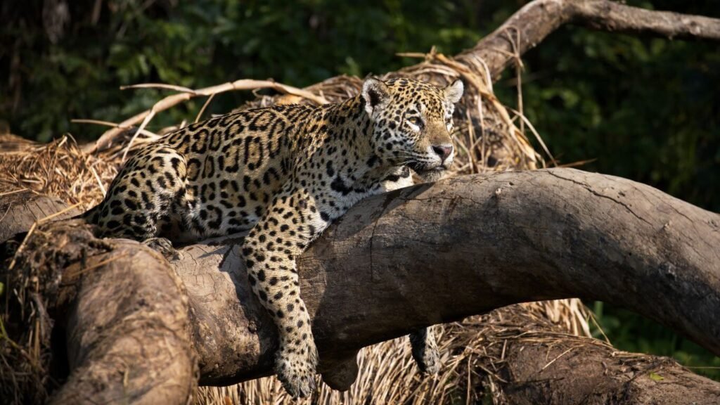 turismo Jaguar pantanal