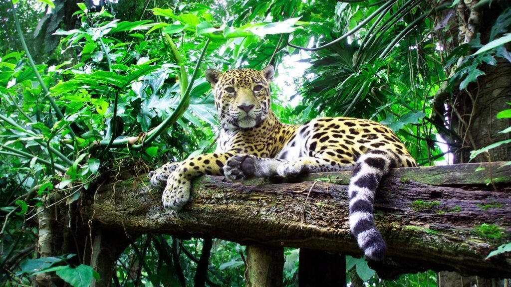 Safari de Jaguares en el Pantanal Brasileño