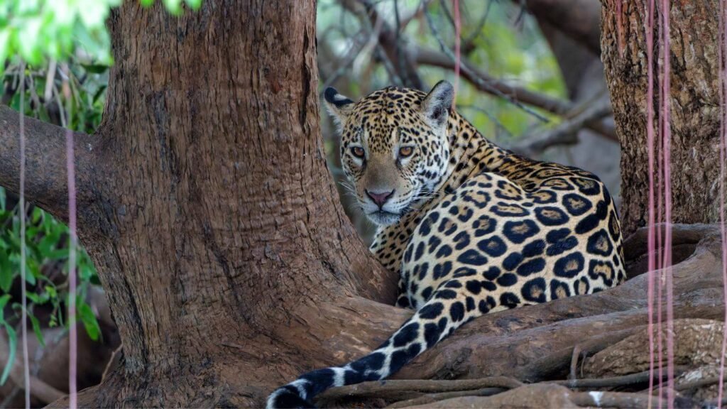 Jaguar Safari in the Brazilian Pantanal