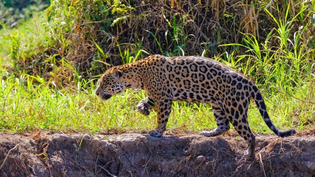 turismo onça-pintada + Pantanal