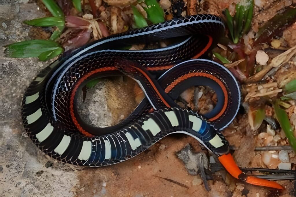 Tour de Herpetofauna na Amazônia