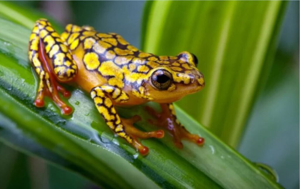 Herpetofauna Observation Tour in Peru