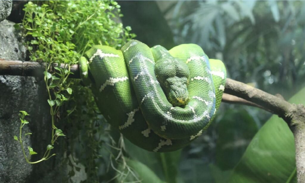 Tour de Herpetofauna na Amazônia