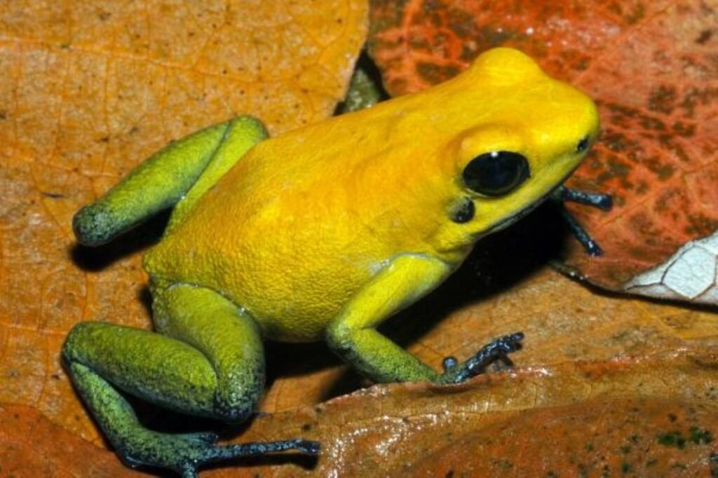 Riqueza Herpetofauna en Perú