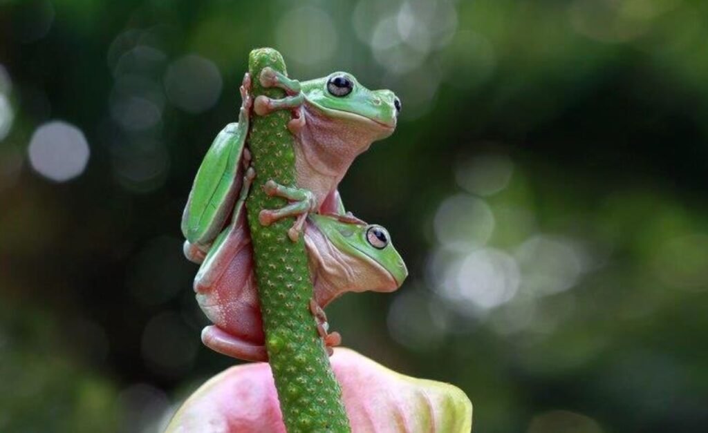 Herpetofauna Observation Tour in Peru