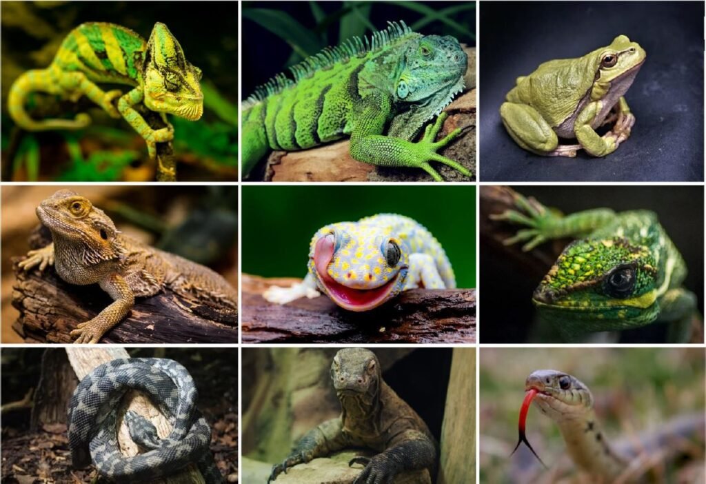 Herpetofauna para Amantes de Reptiles