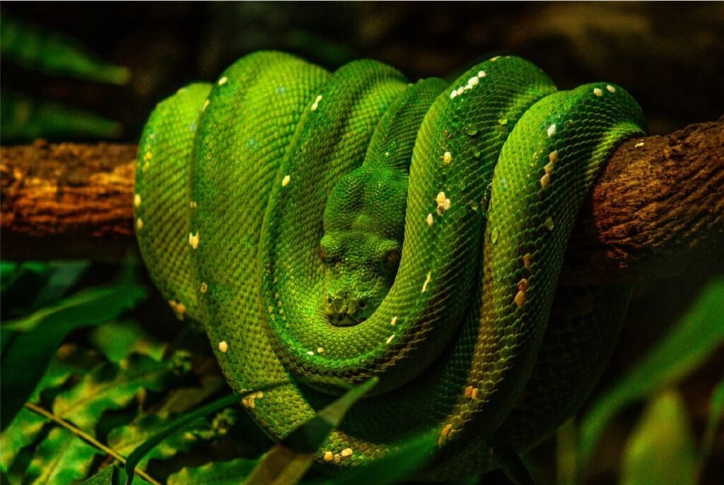 Herpetofauna para Amantes de Reptiles