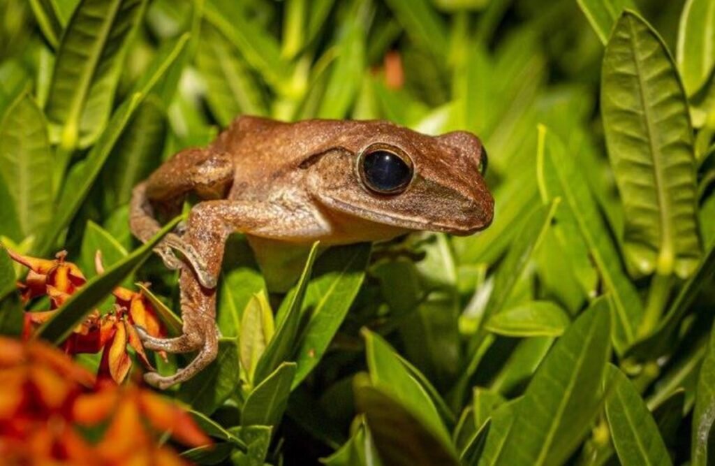 Riqueza Herpetofauna en Perú