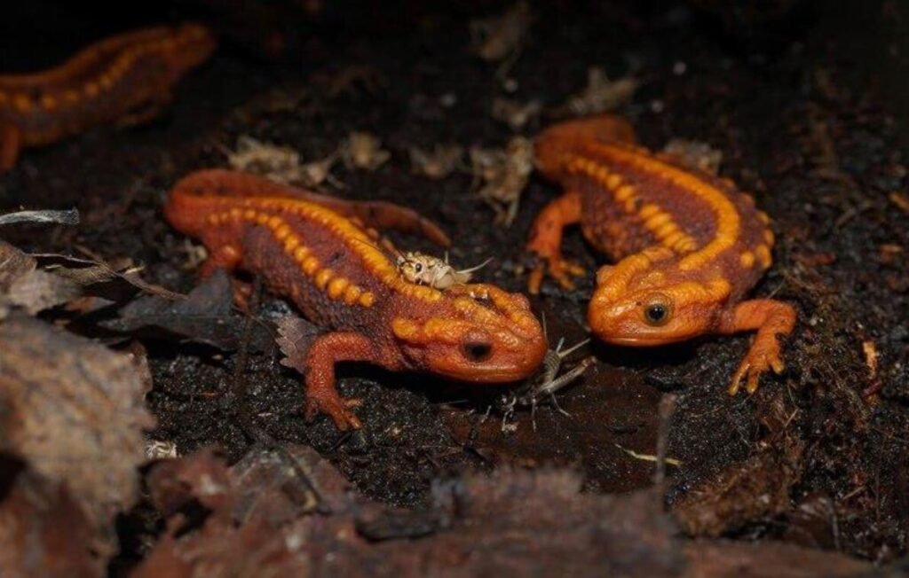 Riqueza Herpetofauna en Perú