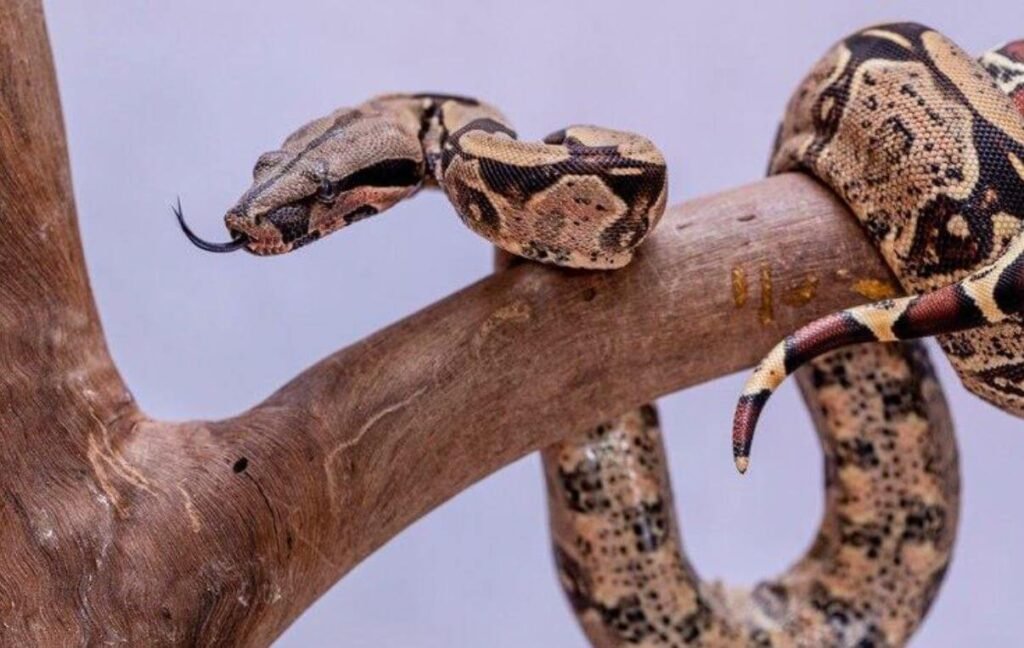 Riqueza Herpetofauna en Perú