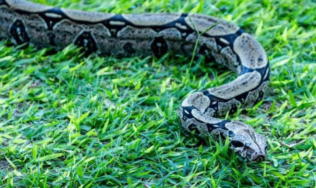 Herpetofauna Observation Tour in Peru